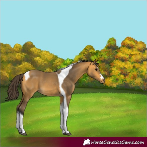 Horse Color:Buckskin Tobiano 