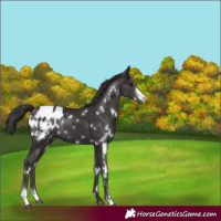 Horse Color:White Spotted Smoky Black Sabino Appaloosa Rabicano 