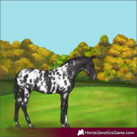 Horse Color:White Spotted Smoky Black Near Leopard Rabicano 