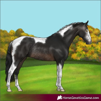 Horse Color:Gray Brown Sabino Tobiano Rabicano 