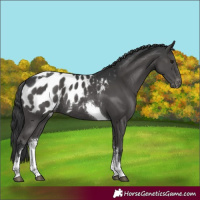 Horse Color:White Spotted Black Tobiano Blanket Rabicano 