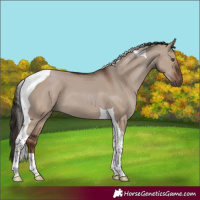 Horse Color:Liver Red Dun Tobiano 