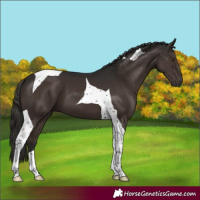 Horse Color:Liver Chestnut Tobiano 