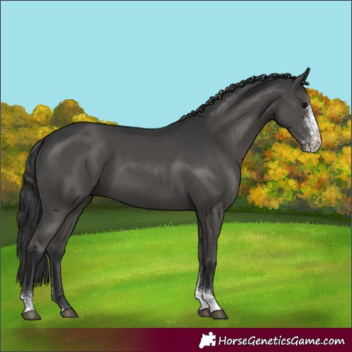 Horse Color:Black Sabino Tobiano Rabicano 