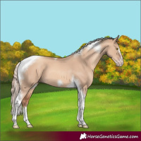 Horse Color:Gold Champagne Dun Tobiano Frame
