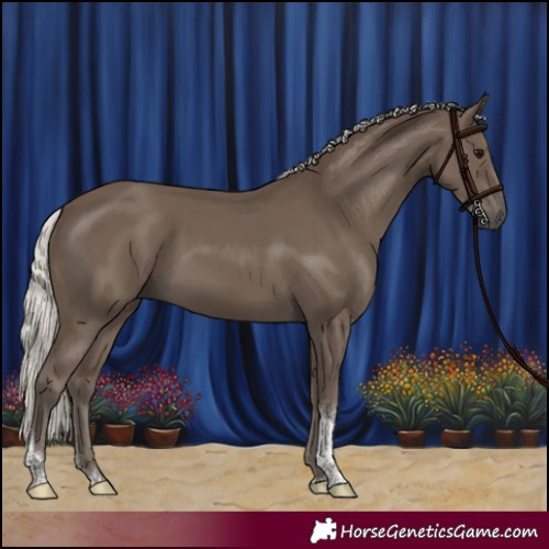 Horse Color:Silver Black Sabino Tobiano Rabicano
