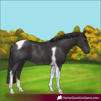 Horse Color:Smoky Black Tobiano Rabicano 