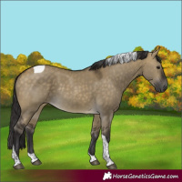 Horse Color:Buckskin Dun Tobiano Rabicano 