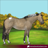 Horse Color:Buckskin Dun Tobiano Rabicano 