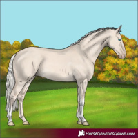 Horse Color:Cremello Dun Tobiano