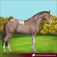 Horse Color:Classic Champagne Tobiano Rabicano 