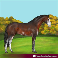 Horse Color:Brown Sabino Rabicano 