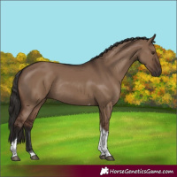 Horse Color:Liver Red Dun Tobiano Rabicano 