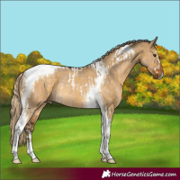 Horse Color:Liver Red Dun Sabino Tobiano Rabicano  and Chocolate Palomino Dun Tobiano Rabicano 