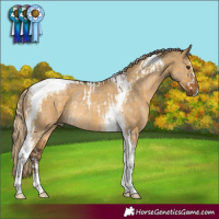 Horse Color:Liver Red Dun Sabino Tobiano Rabicano and Chocolate Palomino Dun Tobiano Rabicano