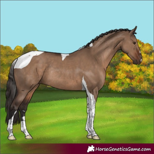 Horse Color:Liver Red Dun Tobiano Rabicano 