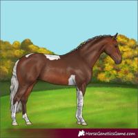 Horse Color:Silver Brown Tobiano Rabicano 