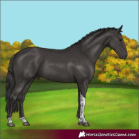 Horse Color:Smoky Black Tobiano Rabicano