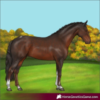Horse Color:Liver Chestnut Tobiano Rabicano 