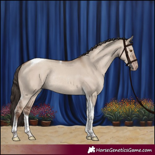 Horse Color:Classic Champagne Dun Tobiano Rabicano 