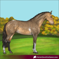 Horse Color:Buckskin Dun Tobiano Rabicano