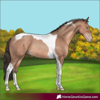 Horse Color:Sable Champagne Tobiano Rabicano 