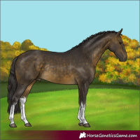 Horse Color:White Spotted Buckskin Tobiano Rabicano