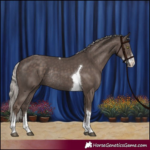 Horse Color:Silver Black Sabino Tobiano Rabicano