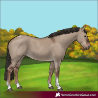 Horse Color:Liver Red Dun Tobiano Rabicano 