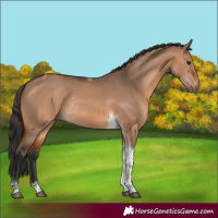 Horse Color:Bay Dun Tobiano Rabicano 