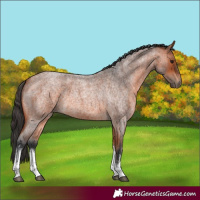 Horse Color:White Spotted Bay Roan
