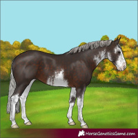 Horse Color:White Spotted Silver Brown 