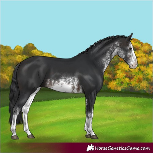 Horse Color:White Spotted Brown 