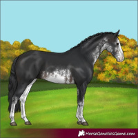 Horse Color:White Spotted Brown