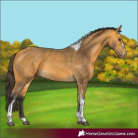 Horse Color:Buckskin Tobiano 