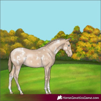 Horse Color:White Spotted Perlino Sabino Rabicano