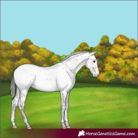 Horse Color:Brown Sabino Blanket Rabicano