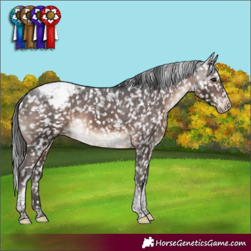 Horse Color:Brown Mushroom Tobiano Appaloosa Rabicano