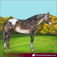 Horse Color:Brown Mushroom Tobiano Appaloosa Rabicano