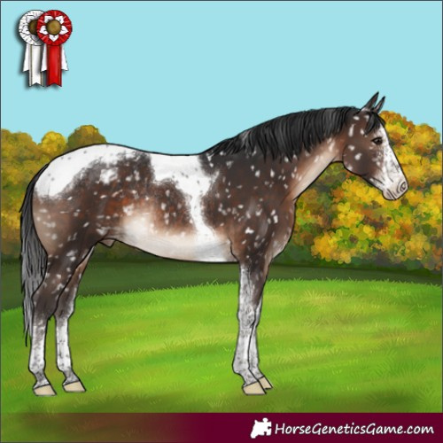 Horse Color:Brown Sabino Tobiano Appaloosa Rabicano 