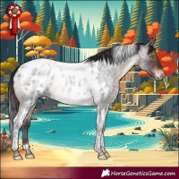 Horse Color:Brown Roan Tobiano Appaloosa