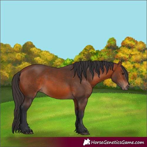 Horse Color:Bay 
