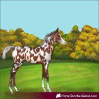 Horse Color:Silver Brown Sabino Appaloosa 