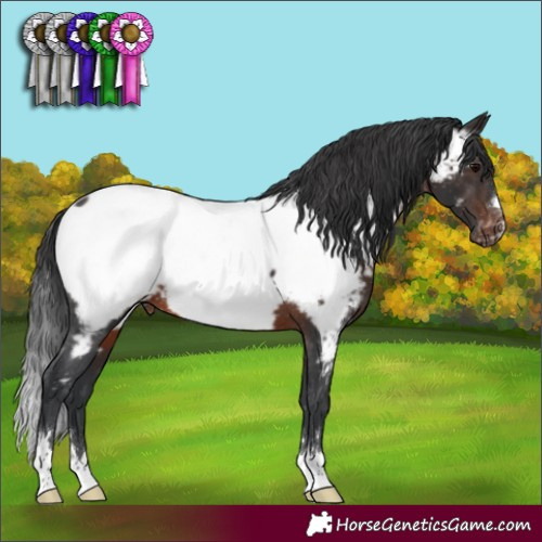 Horse Color:Brown Appaloosa Rabicano