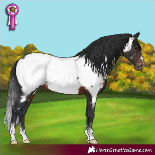 Horse Color:Brown Appaloosa Rabicano