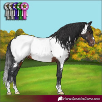 Horse Color:Brown Appaloosa Rabicano