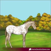 Horse Color:Smoky Black Pearl Appaloosa Rabicano 