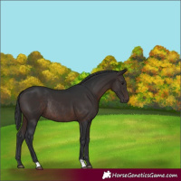 Horse Color:Brown Rabicano 