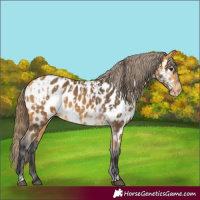 Horse Color:Buckskin Appaloosa and Buckskin Appaloosa