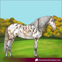 Horse Color:Buckskin Appaloosa and Buckskin Appaloosa